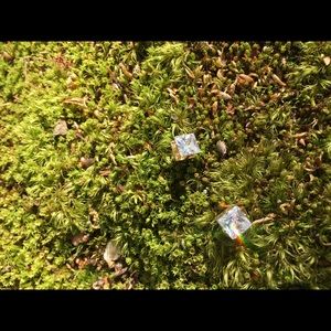 CLEAR CUBIC ZIRCONIA EARRINGS